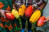 Organic Premium Cocoa Africa