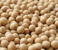 Soybean from Brazil