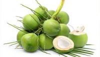 FRESH COCONUTS (GREEN)