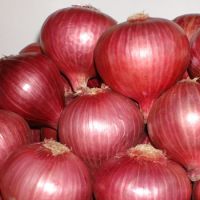 Fresh Organic Onions Premium Quality | Bulk Export South Africa