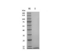 Recombinant Human EGF  PEH0556