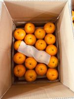 Mandarin kinnow