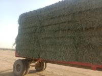 Rhodes Grass