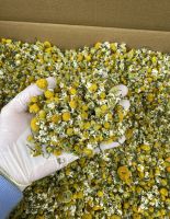 Chamomile