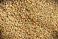 Premium soyabeans