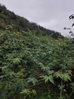 Dried Raspberry Leaf natural Sweetener with high sweetness 300 times of sucrose widely used in drink, food, health care, beauty, medicine and other industries