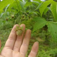 Raspberry Sweet Leaf Non-Toxic High Sweetness and Low Calorie Natural Sweetener 300 Times as The Sucrose