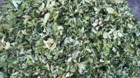 Dried Raspberry Leaf Tea Raspberry Sweet Leaves Herbal Tea for Pregnant Women