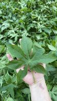Hot Healthy Herbal Tea Raspberry Leaves for Daily Drink Has an Auxiliary Effect on High Blood Lipid and Diabetes