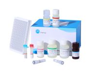Rat TNF-&Atilde;&Acirc;&plusmn; (Tumor Necrosis Factor Alpha) ELISA Kit