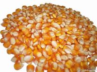 White corn consumption and animal feed Yellow Corn /Yellow Maize