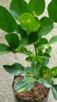kaffir lime leaves
