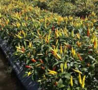 white cayenne pepper spicy