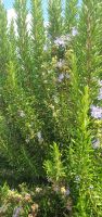 rosemary