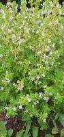 thyme leaves
