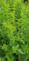 oregano
