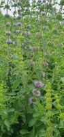 Pennyroal Mint