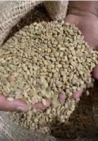 Ethiopia Lekempti G5 Green Coffee Beans