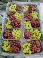fresh grapes