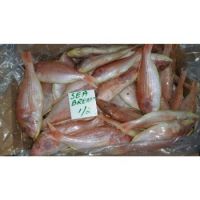 BQF Style WR Red Sea Bream Fish Available Manufactured In Pakistan 