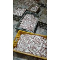 BQF Style HGT Frozen Red Sea Bream Fish Available 