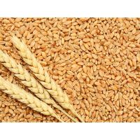 Wheat
