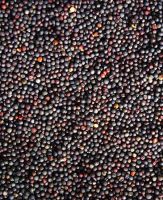 Rapeseed