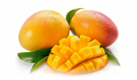 Fresh Mango From Ecuador