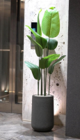 Heaven  White  Stone  Planter  with  6 ft  Bamboo  Plant