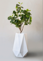 Diamond White Stone Planter with Small Ficus plant.