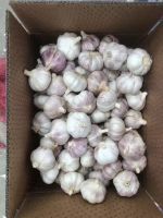 Mesh bag packing fresh garlic