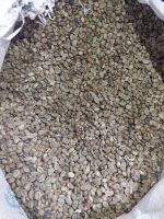 Robusta All Grades