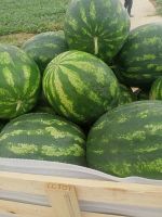 Watermelon