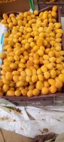 Dates