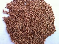 Buckwheat Groats From Poland