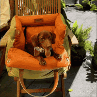 Luxury Zippered Car Dog Bed - Moss