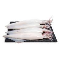 Frozen  Squid
