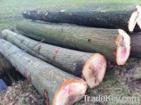 Red Oak Logs