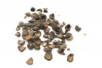 Palm Kern shells From Netherlands