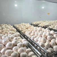 Vietnam Fresh Coconut