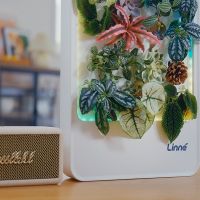 LinneGarden From China