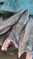 Frozen Marlin Fish