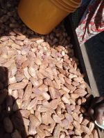 Dried Dates From Nigeria