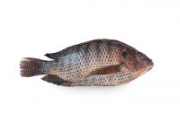 Fresh Whole Silver Tilapia From Spain
