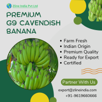 G9 Cavendish Banana