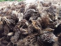 Agro wastes From UAE