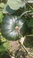 Fresh Vietnamese Sweet Pumpkin