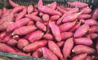 Fresh Sweet Potatoes