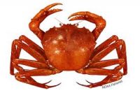 Premium Frozen Crabs Exporter and Wholesale Supplier From South Africa