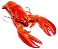 Premium Live and Frozen Lobster